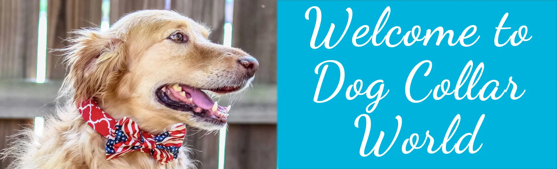 Diverse range of wholesale dog collars and leashes for pet businesses