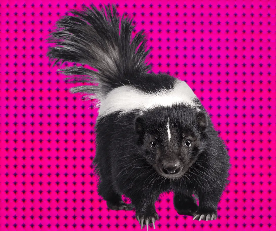 Diverse selection of exotic mammals, including rodents and primates, for sale at a specialized pet shop.