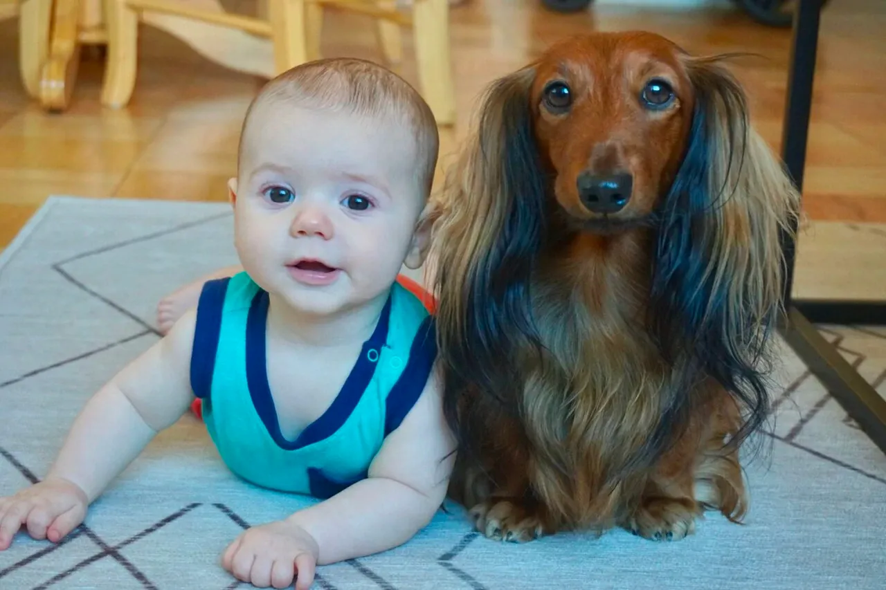 Django, the long-haired Dachshund, cuddling with his human "Lil Bro", showing a loyal small dog breed for families