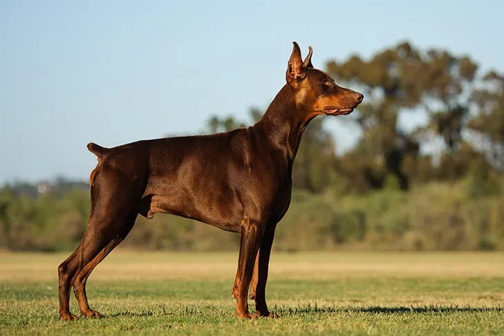 Doberman Pinscher Dog