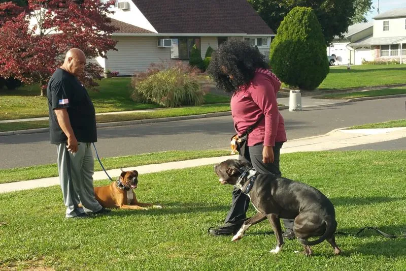 Dog and trainer interacting positively