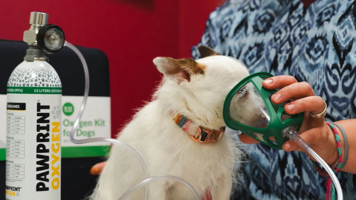 dog at the vet with an oxygen mask on