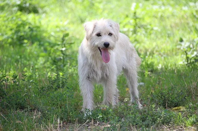 Dog barking by door to go outside for potty break