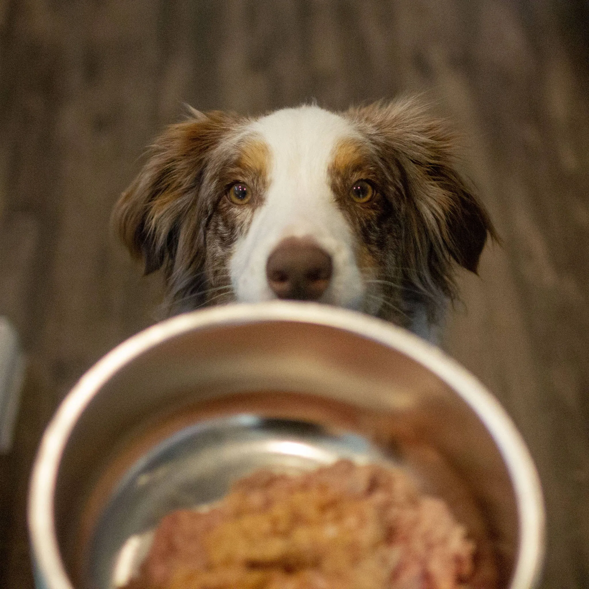 Dog behind silver bowl with raw food inside.