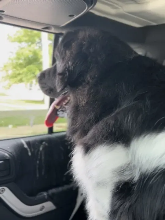 Dog car door protector with visible fasteners (suction cups or tabs) securing it to a car window, offering protection against dog scratches
