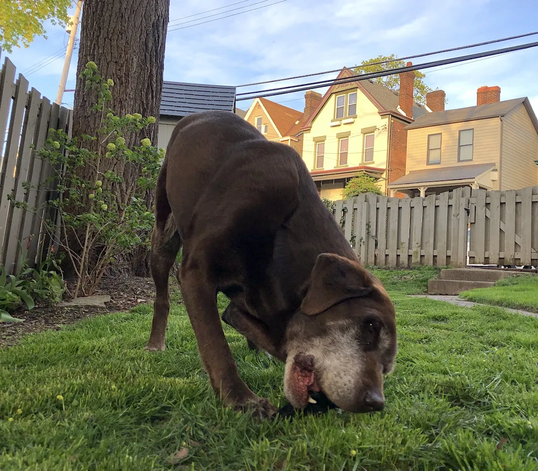 Dog chewing on a natural chew outdoors