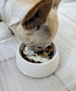 Dog eagerly eating a bowl of best homemade dog food