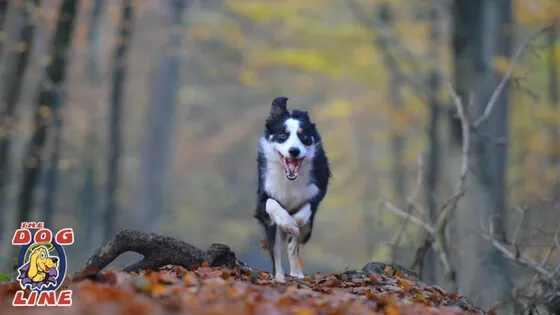 Dog eagerly responding to a "come" command, guided by a remote training collar.
