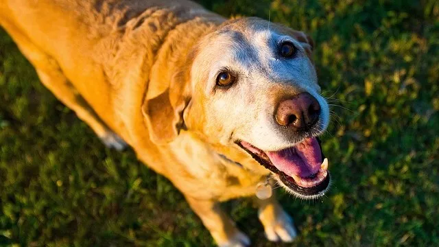 Dog eating from a bowl
