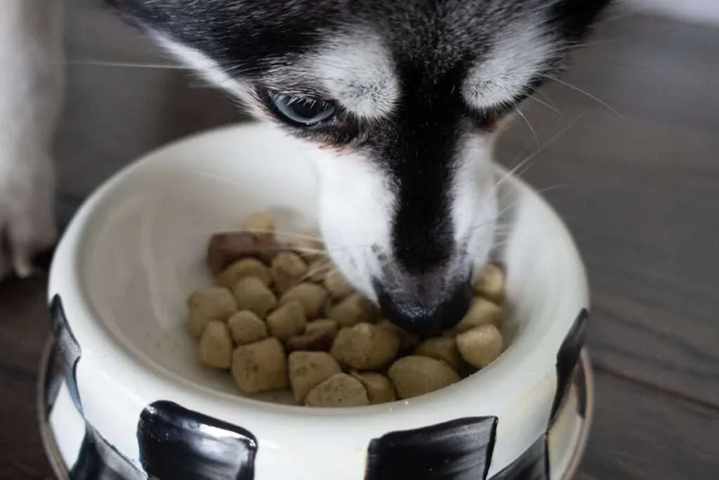 Dog eating UnKibble dog food