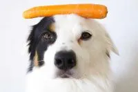 Dog Eating Vegetables