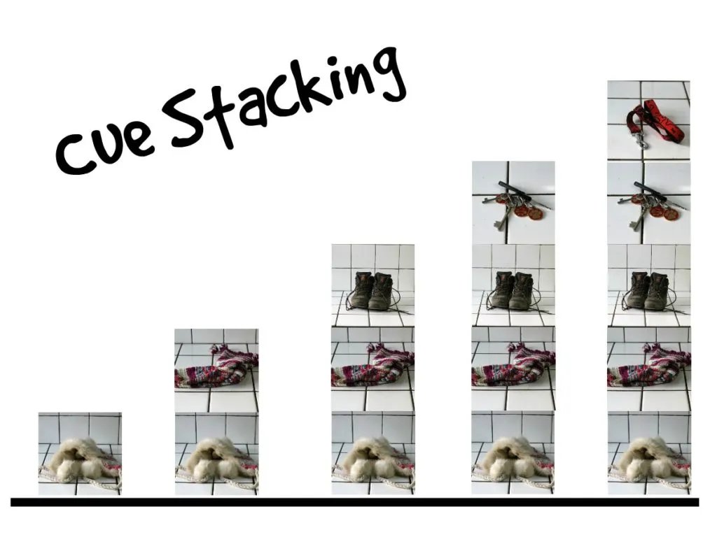 Dog excited by leash