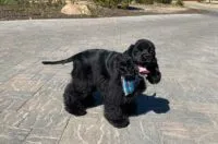 Dog Food Aggression Treatment