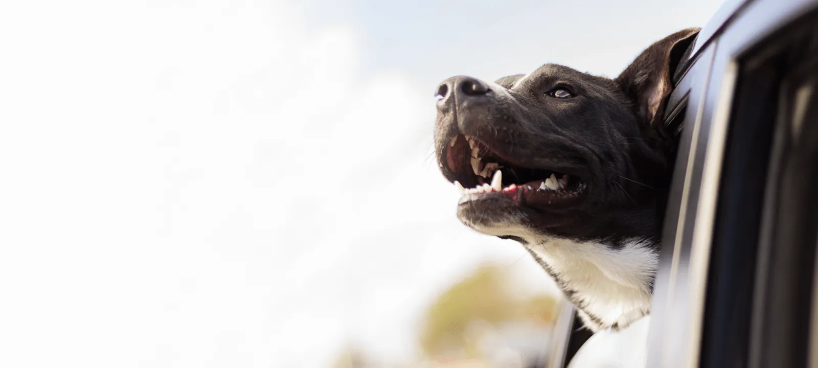 Dog for emergency care