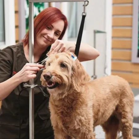 Dog getting a bath at Petco grooming salon
