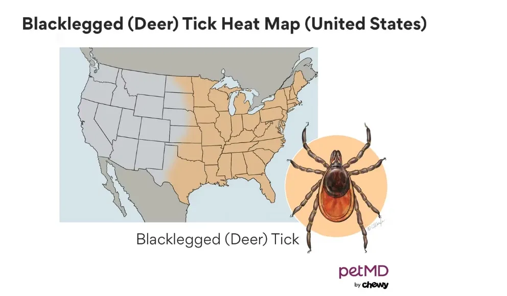 Dog getting a tick removed