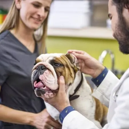 Dog getting a vaccination at a pet clinic