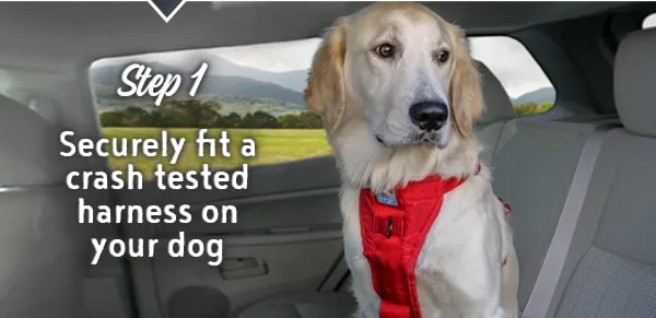 Dog getting accustomed to wearing a car safety harness