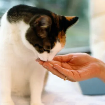 Dog getting examined