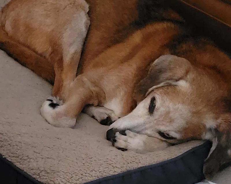 Dog happily licking its bowl after eating fresh food