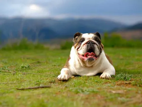 Dog happily taking a probiotic chew for allergy relief