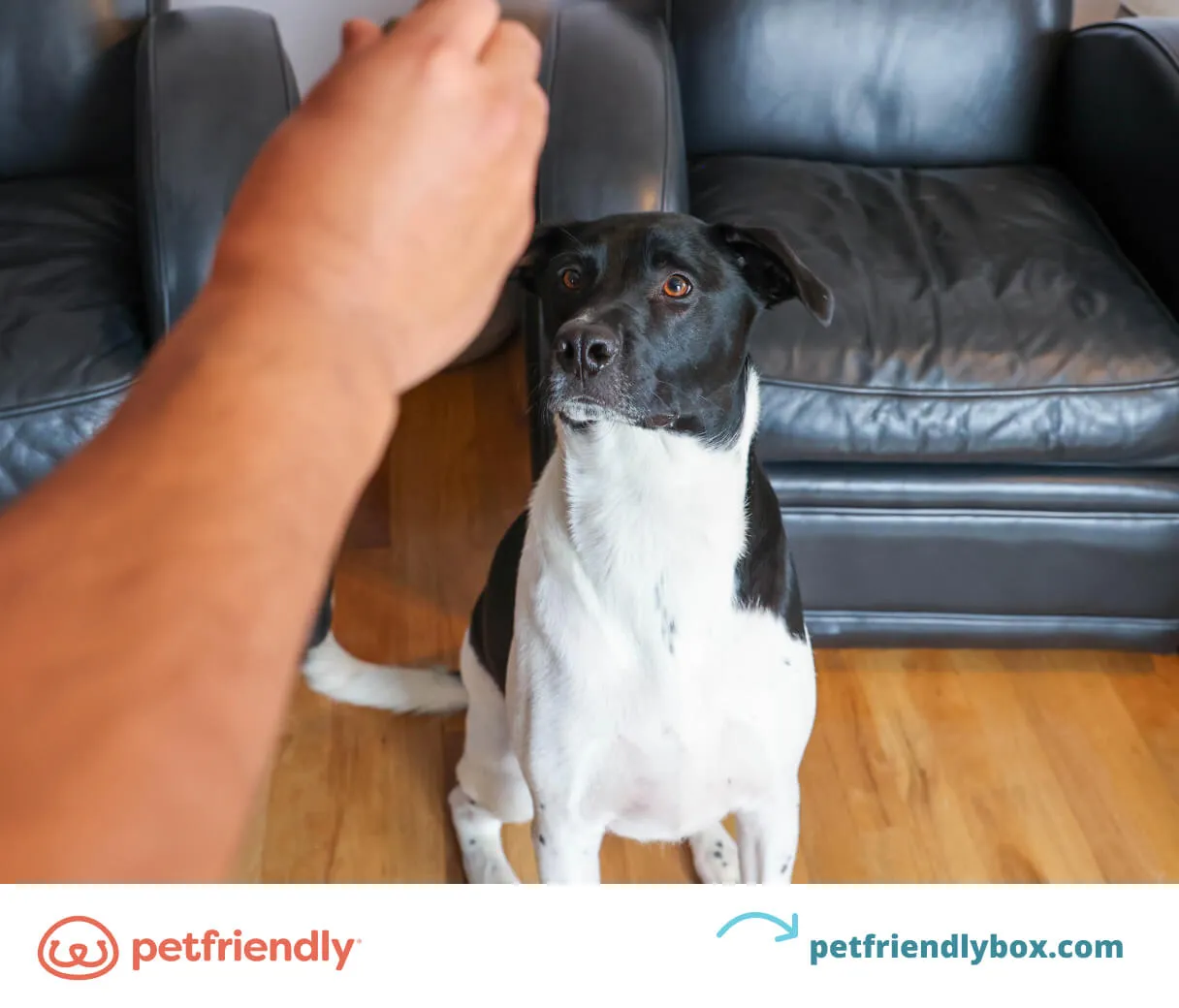 Dog learning basic commands