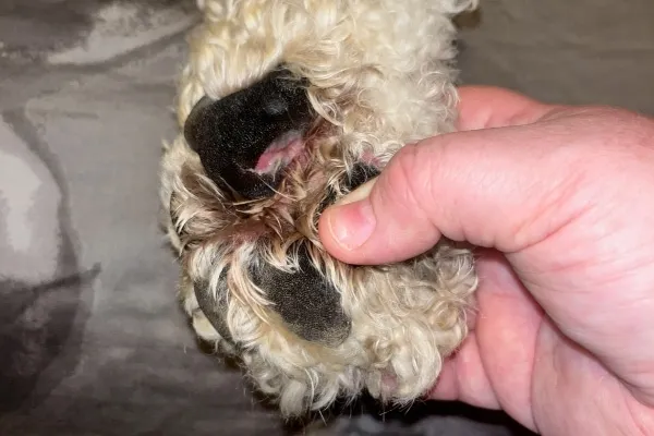 Dog licking its paw, a common sign of injury