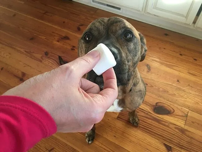 Dog looking at a marshmallow, illustrating a method for hiding pills for canine medication.