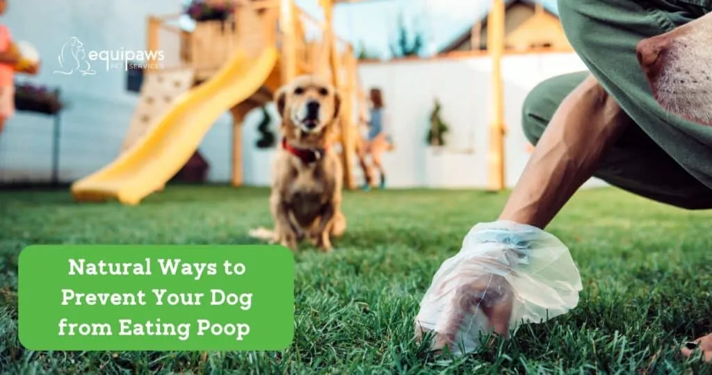 Dog looking at healthy food, what can you give a dog to stop eating poop