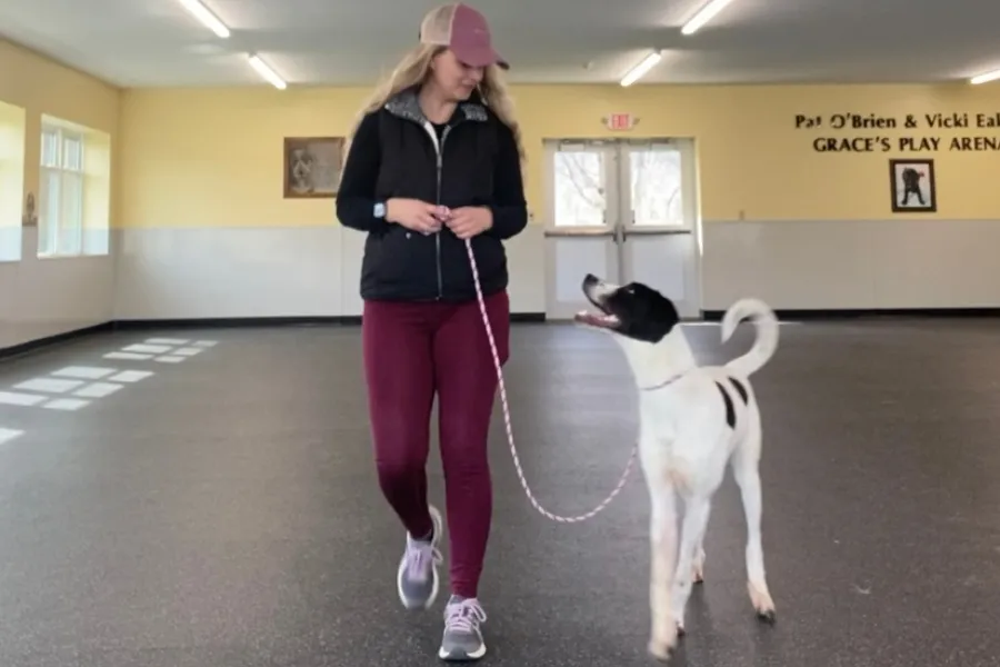 Dog looking intently