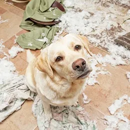 Dog looking sad by a door