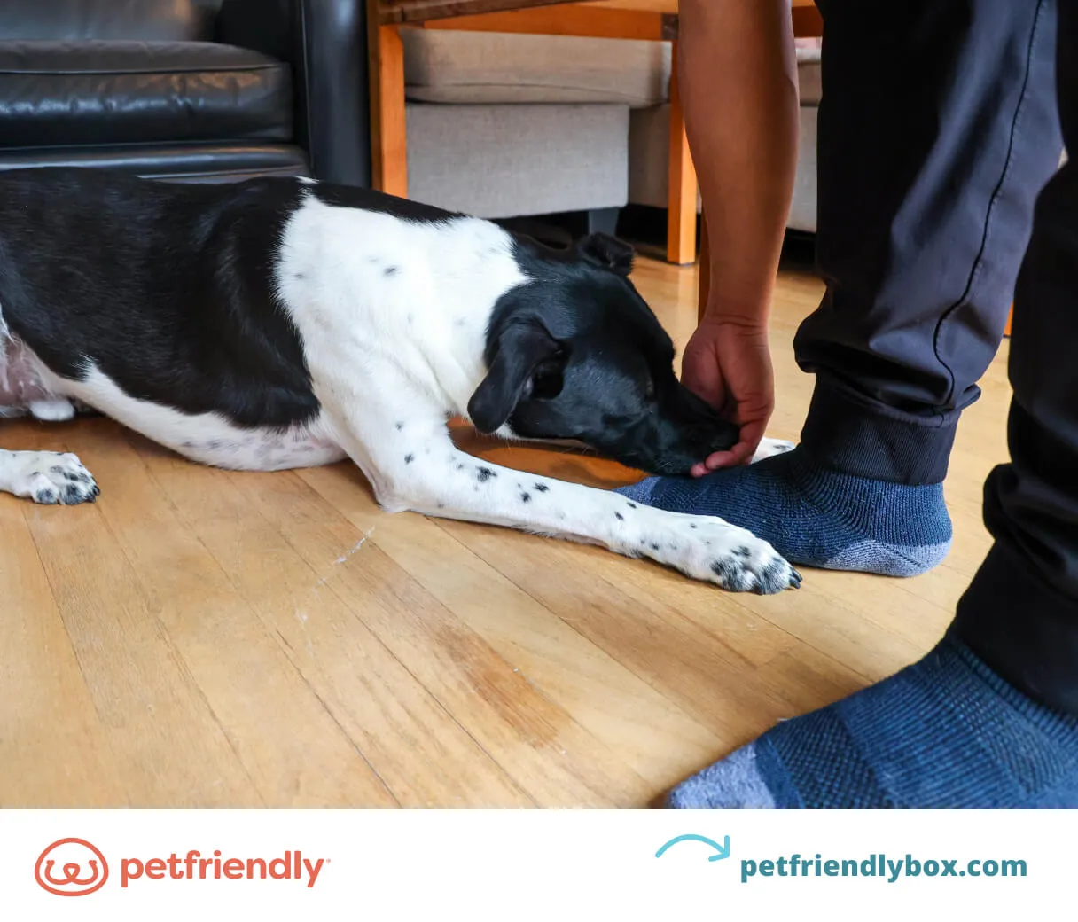 Dog lying down calmly on command, a crucial trick for home and public settings