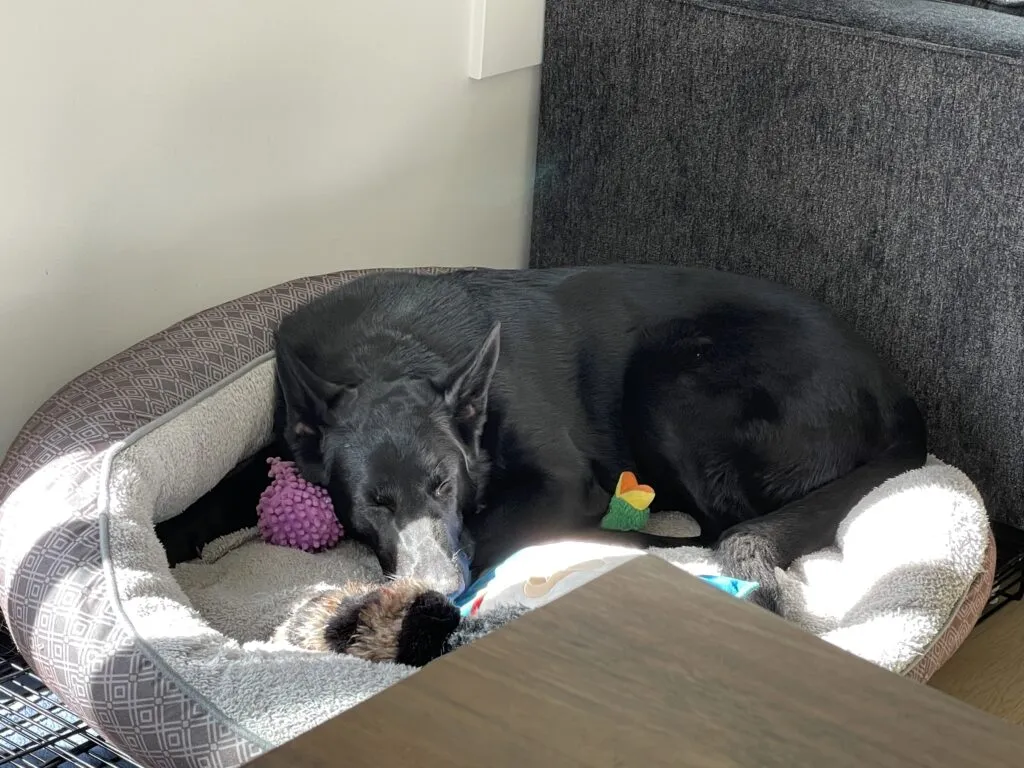 Dog lying on its side, demonstrating the 'play dead' position, emphasizing preferred side for easier training.