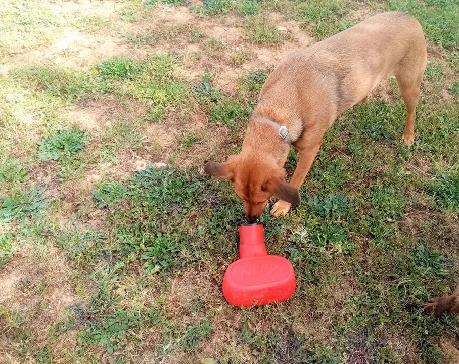 Dog Mely closely sniffing the Nerf Dog Stomp Launcher