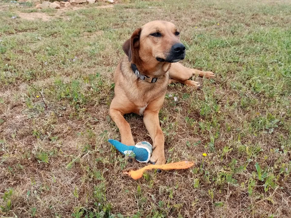 Dog Mely looking at a tennis ball with a comical expression