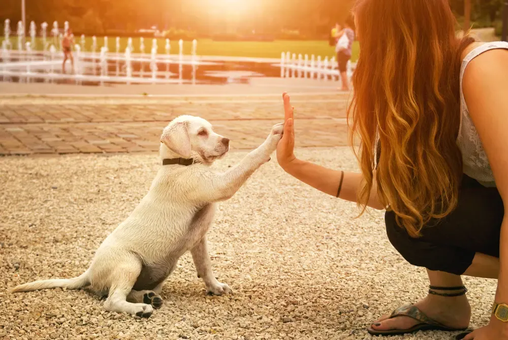 Dog offering its paw for a shake