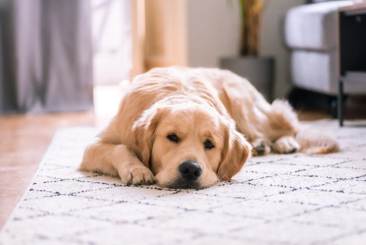 Dog on a blanket with a toy