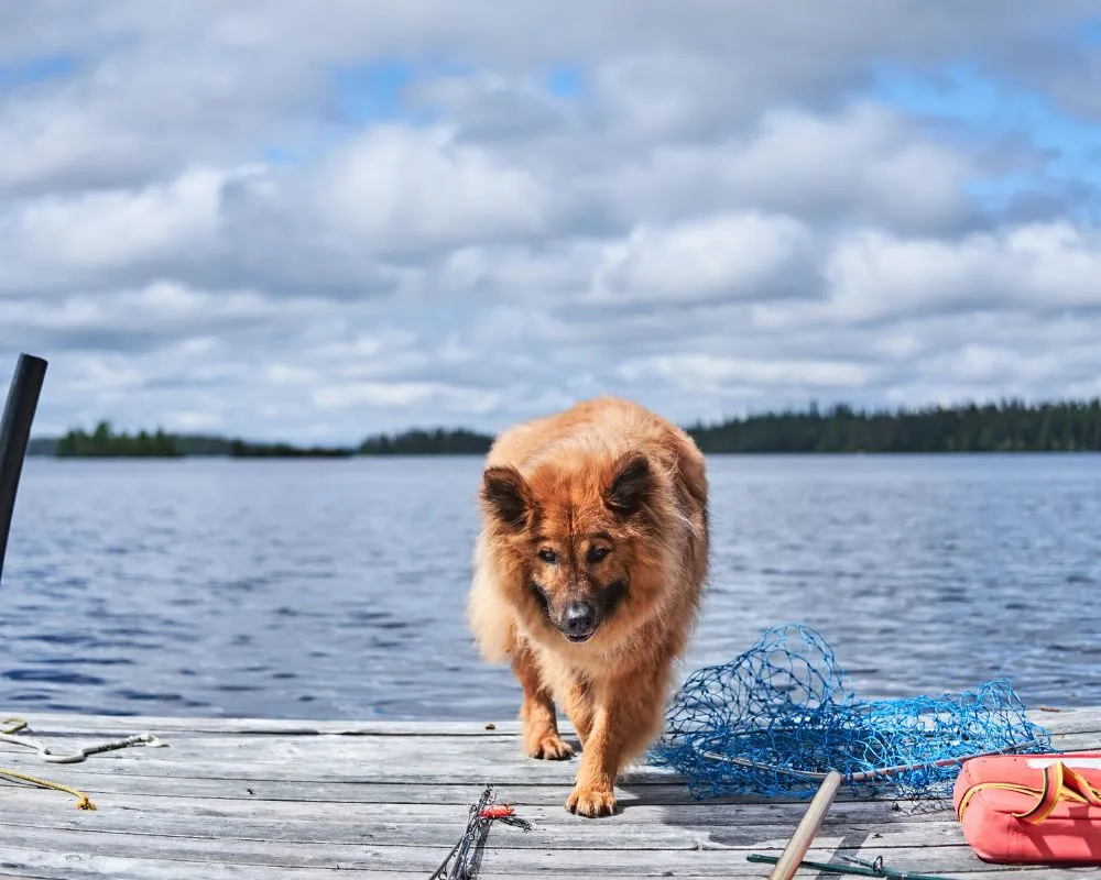 Dog on dock with net, fishing pole and life jacket by him