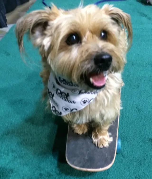 Dog on skateboard