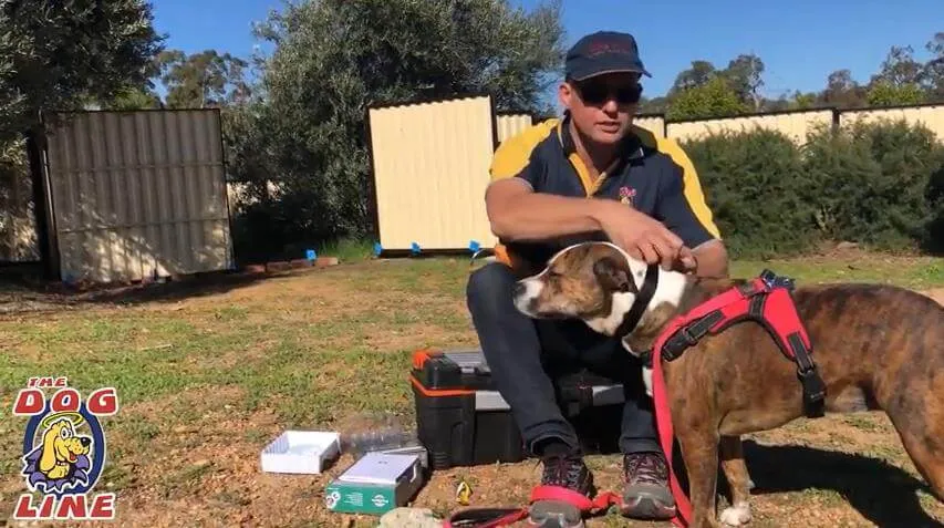 Dog owner demonstrating the correct fit of a shock collar around a dog's neck.