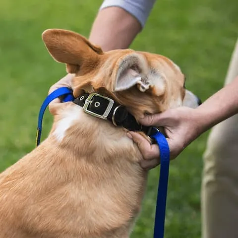 Dog owner testing the snug fit of a Canny Collar by gently trying to pull it over the dog's head