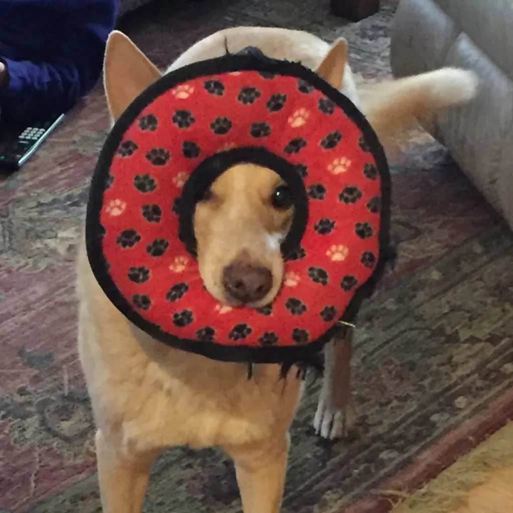 Dog playing in grass