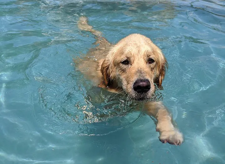 Dog Playing in Water