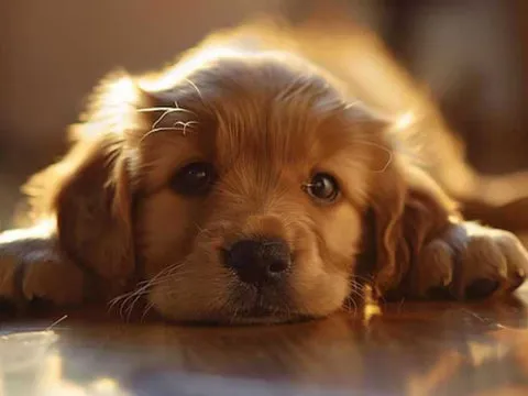 Dog receiving a probiotic supplement mixed with food