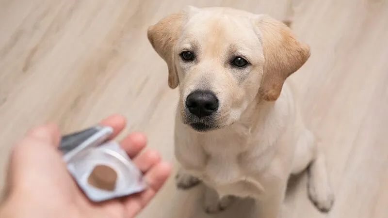 Dog receiving tick prevention treatment from owner, symbolizing various methods to prevent Lyme disease in dogs.