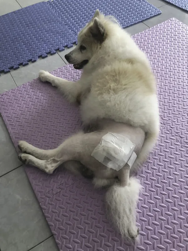 Dog recovering after a total hip replacement surgery, illustrating canine orthopedic procedures
