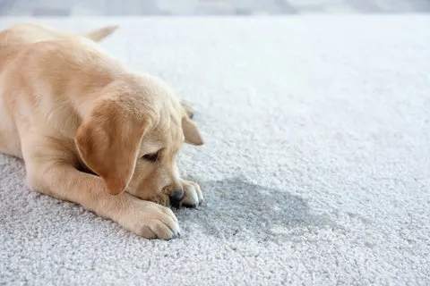 Dog relieving itself on an artificial grass potty pad in a backyard
