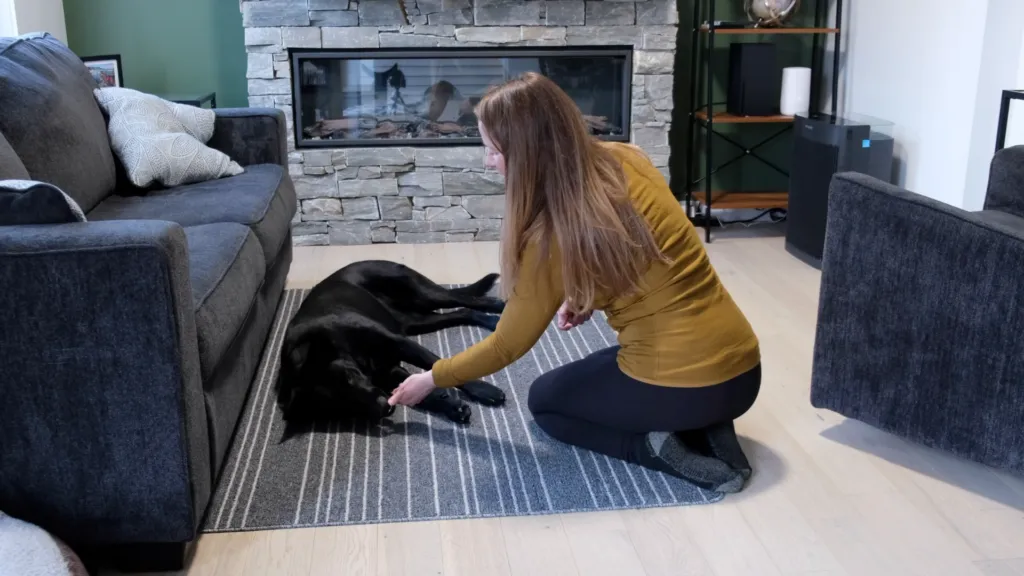 Dog responding to a verbal cue and hand signal to 'play dead' without a visible treat.