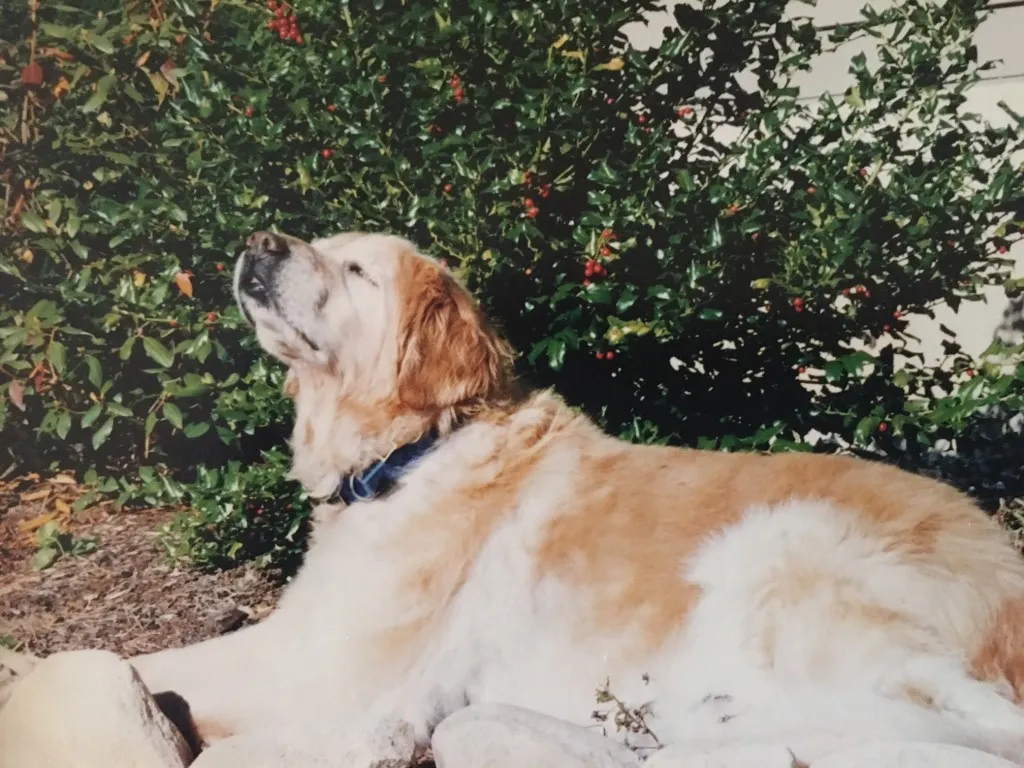 Dog riding in a canoe on a lake, embodying adventure and companionship in stories