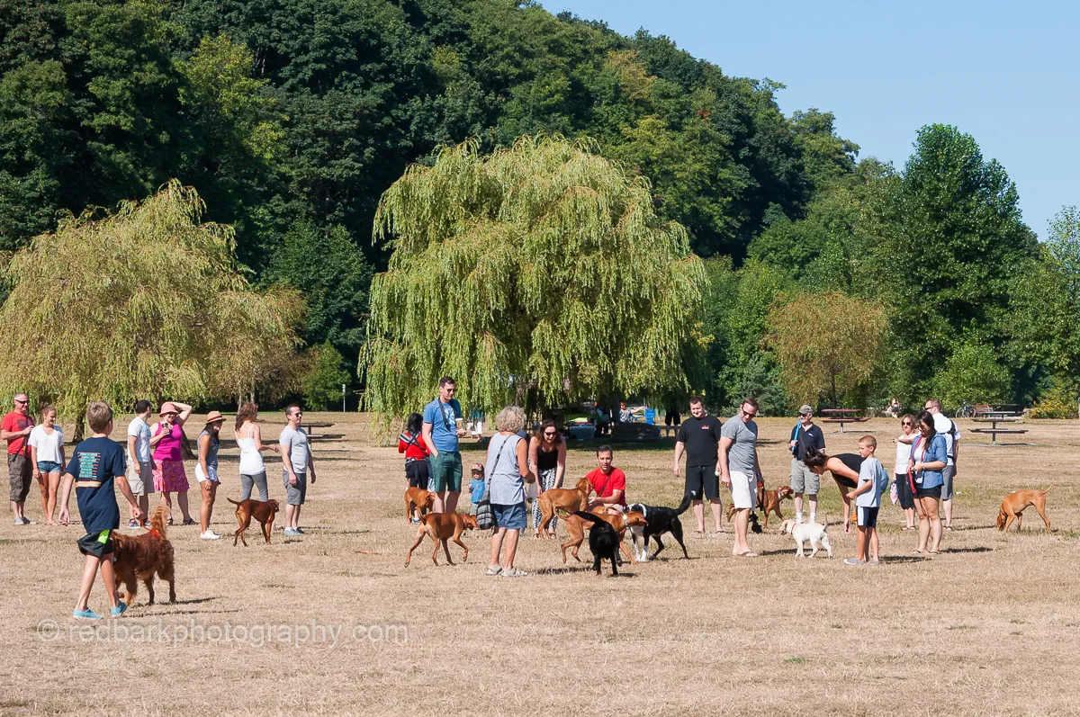 Dog running in a field with a person in the background